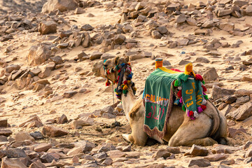 Camels for Tourist in Aswan Desert Landscape. Aswan, Egypt.