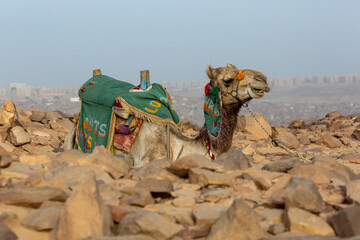 Camels for Tourist in Aswan Desert Landscape. Aswan, Egypt.