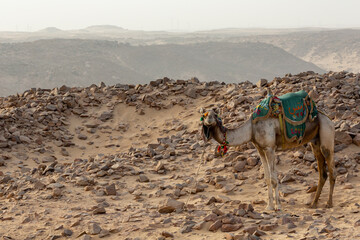 Camels for Tourist in Aswan Desert Landscape. Aswan, Egypt.