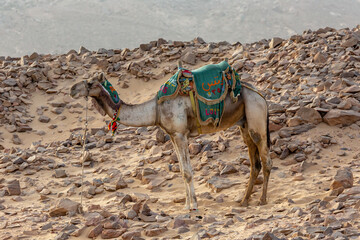 Camels for Tourist in Aswan Desert Landscape. Aswan, Egypt.