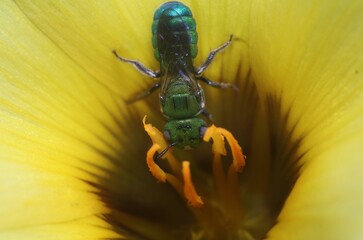 A Metallic Green Sweat Bee on a yellow flower petal .selective focus.macro view