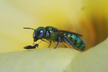 A Metallic Green Sweat Bee on a yellow flower petal .selective focus.macro view