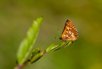 Hamearis lucina, Duke, orange butterfly on leaf with green background, selective focus.