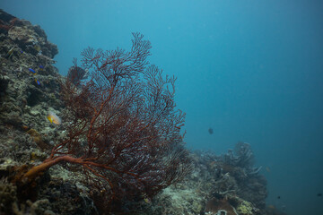 underwater sea fan gorgonia in tropical indonesia