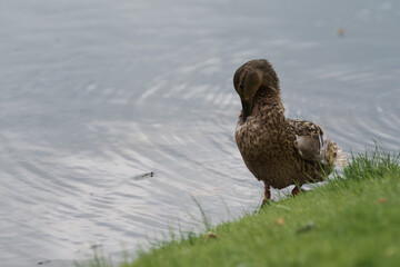 Female common duck on a lake shore cleaning feather
