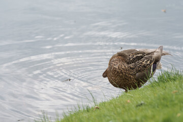 Female common duck on a lake shore cleaning feather