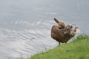 Female common duck on a lake shore cleaning feather