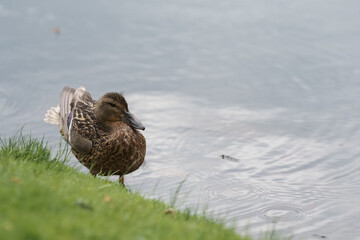 Female common duck on a lake shore cleaning feather