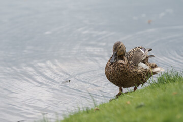 Female common duck on a lake shore cleaning feather
