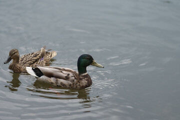 Fototapeta premium common ducks swimming in a lake