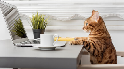 Bengal cat at the table while working on a laptop, a table with a cup of coffee and a notepad.
