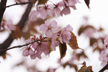 Closeup cherry blossom in a spring