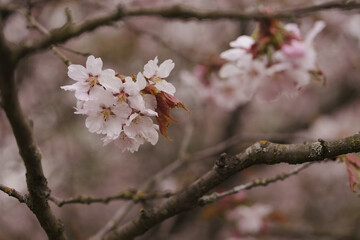 Closeup cherry blossom in a spring