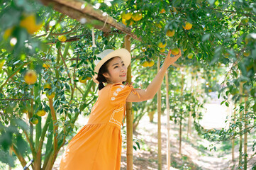Orange plantation, Ripe juicy sweet orange in orange orchard, Food Sources of Vitamin C, selective focus