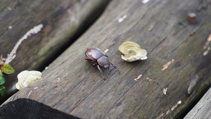 Bug on the wood