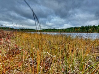 Obraz premium Boggy lakeside of the small lake Danielstjarnen in northern Sweden