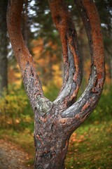 Mystical trident pine in northern Sweden in nature reserve Gammplatsen