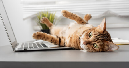 The domestic cat lies on the table near the laptop. Funny cat in the home office.