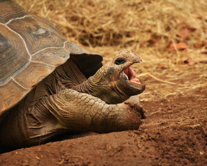 Yawning Galapagos tortoise (Chelonoidis niger) on the ground