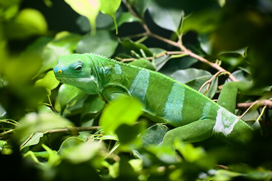 Male Lau banded iguana (Brachylophus fasciatus) sitting in lush green vegetation