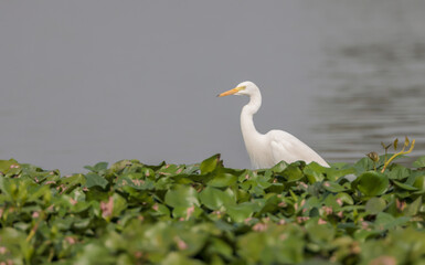 intermediate egret, median egret, smaller egret, or yellow-billed egret .It is a resident breeder from east Africa across the Indian subcontinent to Southeast Asia and Australia.