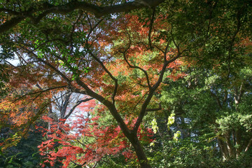 秋の六義園。紅葉の森。