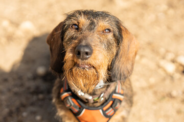 Dachshund Breed dog looking up outdoors