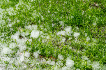 Poplar fluff in the green grass in July