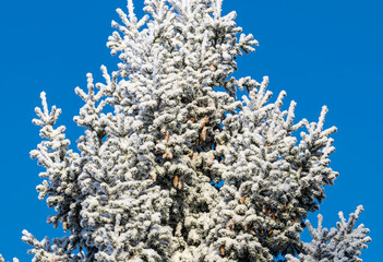 The top of a fir tree with cones in snow and frost on a blue sky background