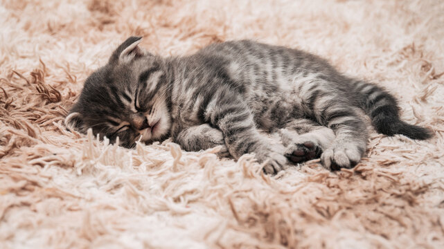 Close-up of a cute striped kitten sleeping in a fluffy blanket. Cute fluffy face