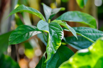 Fototapeta premium Persea americana Mill or Avocado, Lauraceae or Persea gratissima