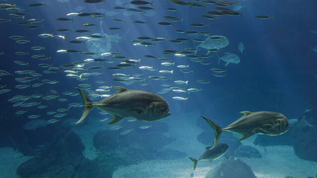 Xareus and other sea fishes passing by