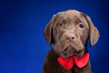 portrait of a chocolate labrador puppy with a red bow on its neck on a blue background