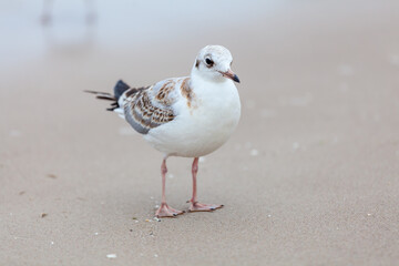 Seagull in the natural environment on the Baltic Sea.