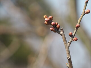 梅の花　紅梅　つぼみ