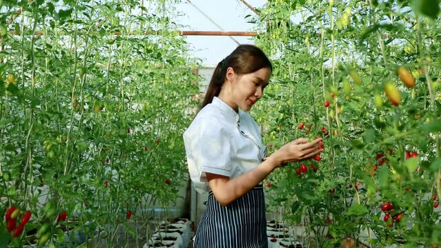 Asian female chef in the hotel kitchen walks around the greenhouse growing beautiful red cherry tomatoes using a smartphone to enjoy taking pictures and waiting to be harvested for cooking.
