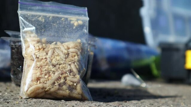 Closed transparent bag with caught larvae of white fly larvae. Many larvae of worms shimmer in the sun, in nature. Bait. Fishing. Larvae in a container, bait fishing. The larva is used in fly fishing.