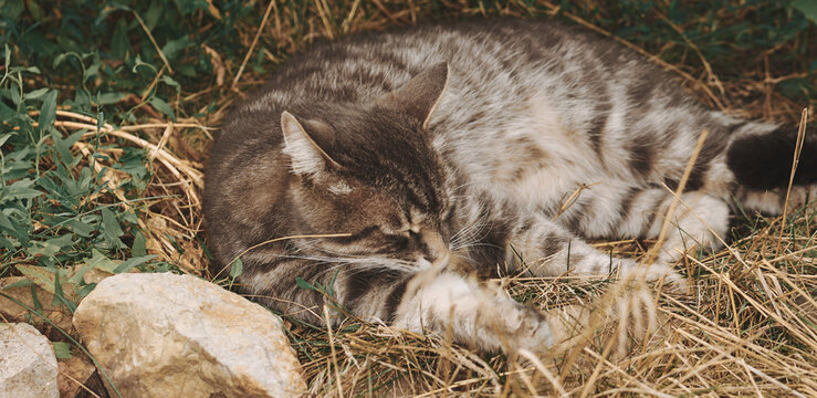Grey cat resting in the grass in the garden