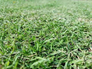 The background image is grass. Real grass football field. Take close-ups, macro shots, select a specific focus.