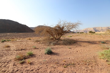 The Negev is a desert in the Middle East, located in the south of Israel.