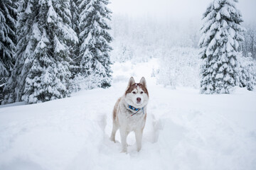 winter white with orange husky in a snowy forest
