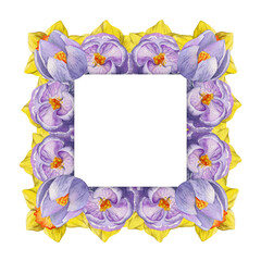 Watercolor hand drawn square frame with spring flowers, crocus, snowdrops, daffodils, leaves. Isolated on white background. Design for invitations, wedding, greeting cards, wallpaper, print, textile.