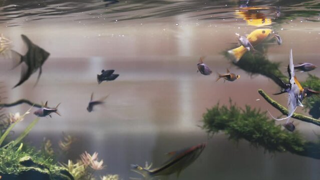 Chaotic movement of aquarium fish during feeding. Aquarium, relaxation and recreation.