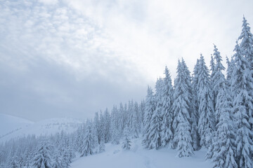 winter snowy trees in the mountains
winter in the mountains