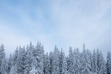 winter snowy trees in the mountains
winter in the mountains