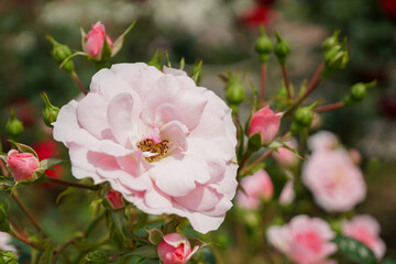 薄いピンクのバラ（鶴見緑地

