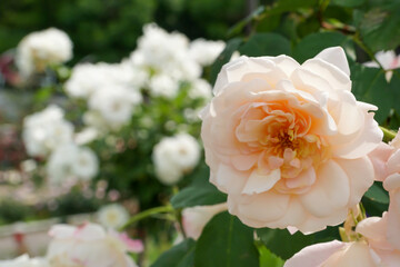 白いバラ（鶴見緑地）