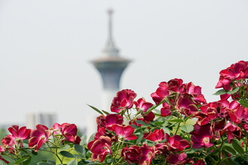 濃いピンクのバラ（鶴見緑地）