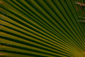 palm leaf background close up