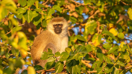 Vervet monkey (Chlorocebus pygerythrus) in a tree, Laikipia, Kenya.